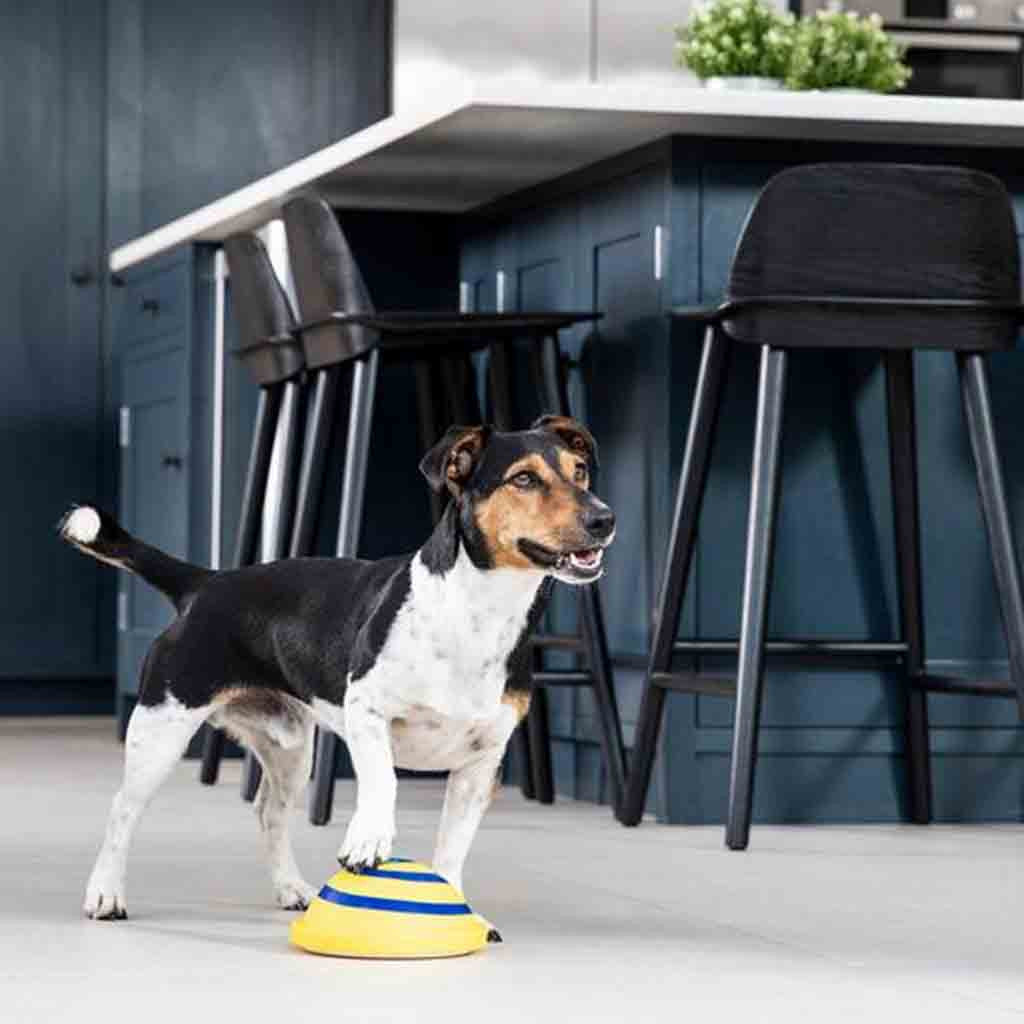 Interacts Woof Glider Sounding Disc Toy