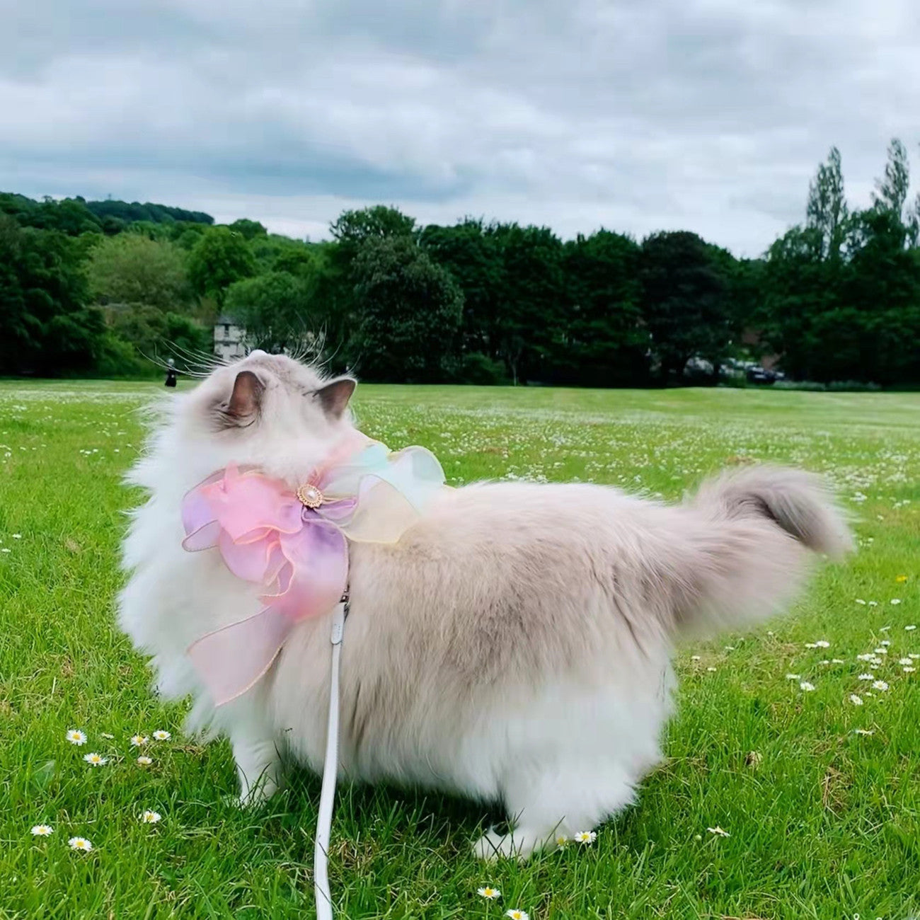 Retractable Butterfly Flying Pet Leash